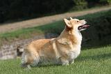 CORGI PEMBROKE 302